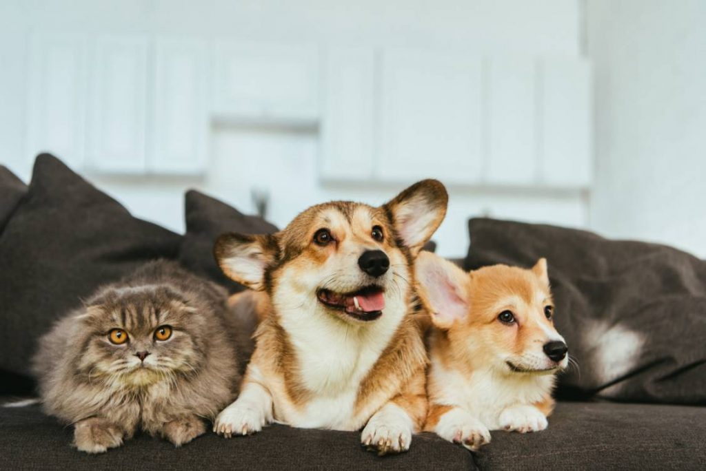 4 dicas de decoração para apartamentos com pets