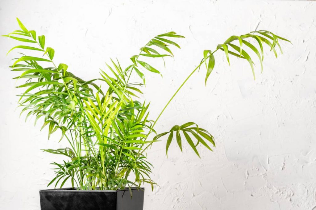 CAMEDOREA ELEGANTE PLANTAS DECORATIVAS AS MELHORES ESPÉCIES PARA DAR UM UP NO APARTAMENTO