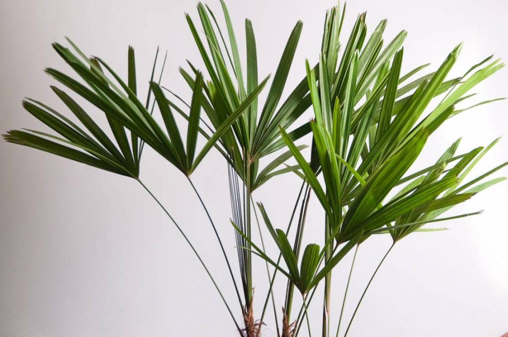 RÁFIA PLANTAS DECORATIVAS AS MELHORES ESPÉCIES PARA DAR UM UP NO APARTAMENTO